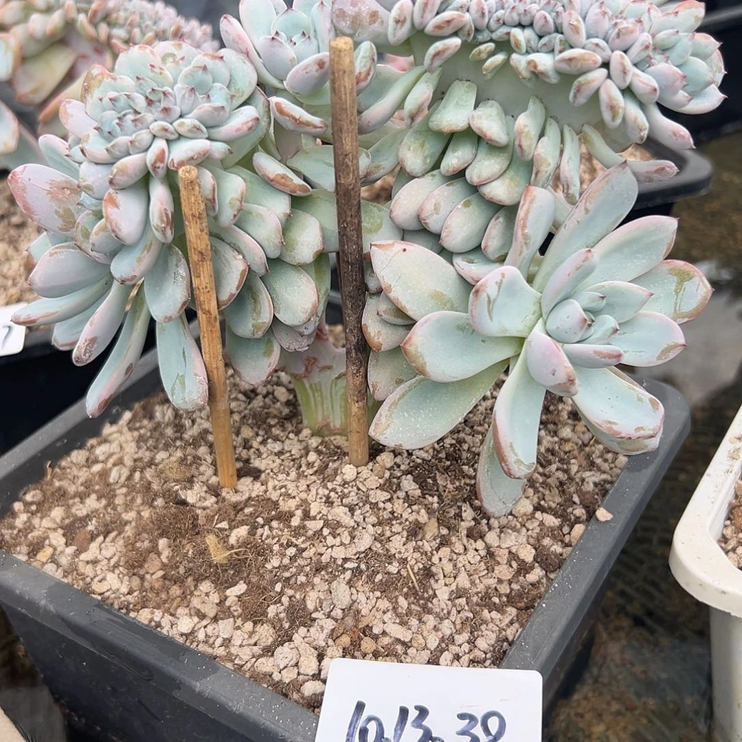 1013-38星星雪缀多肉