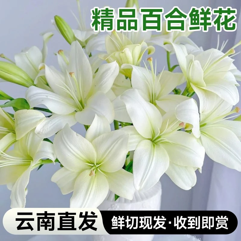 香水百合花多头云南基地鲜花直发花束批发发水养真花插花客厅送礼