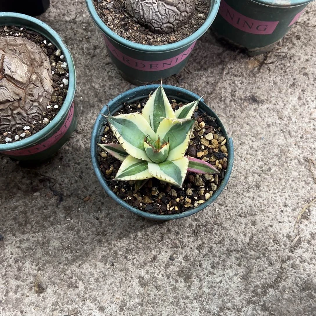 一****@龅牙锦生长植物