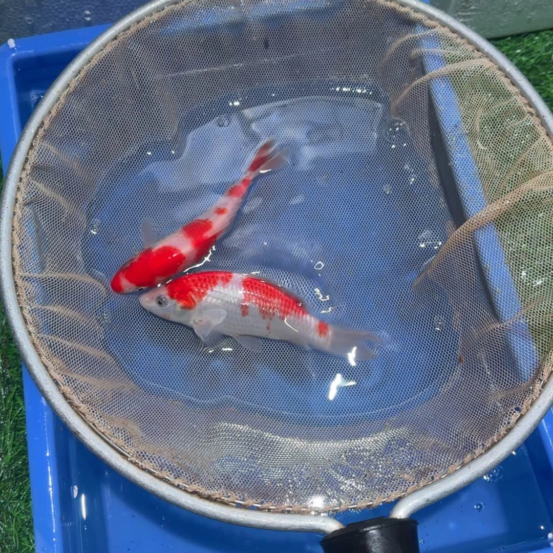 锦鲤锦鲤观赏鱼锦鲤