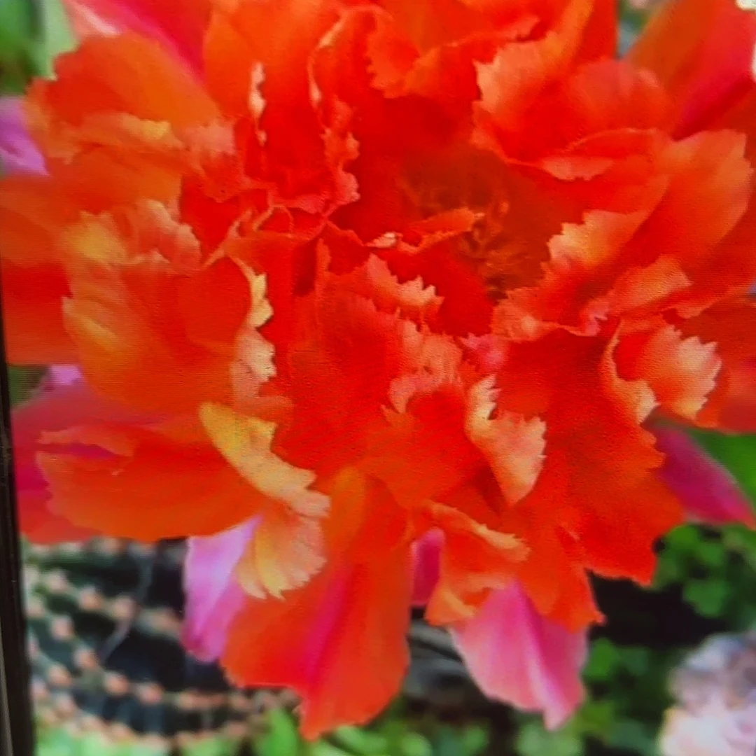 江南13彩侧牙20包邮l5