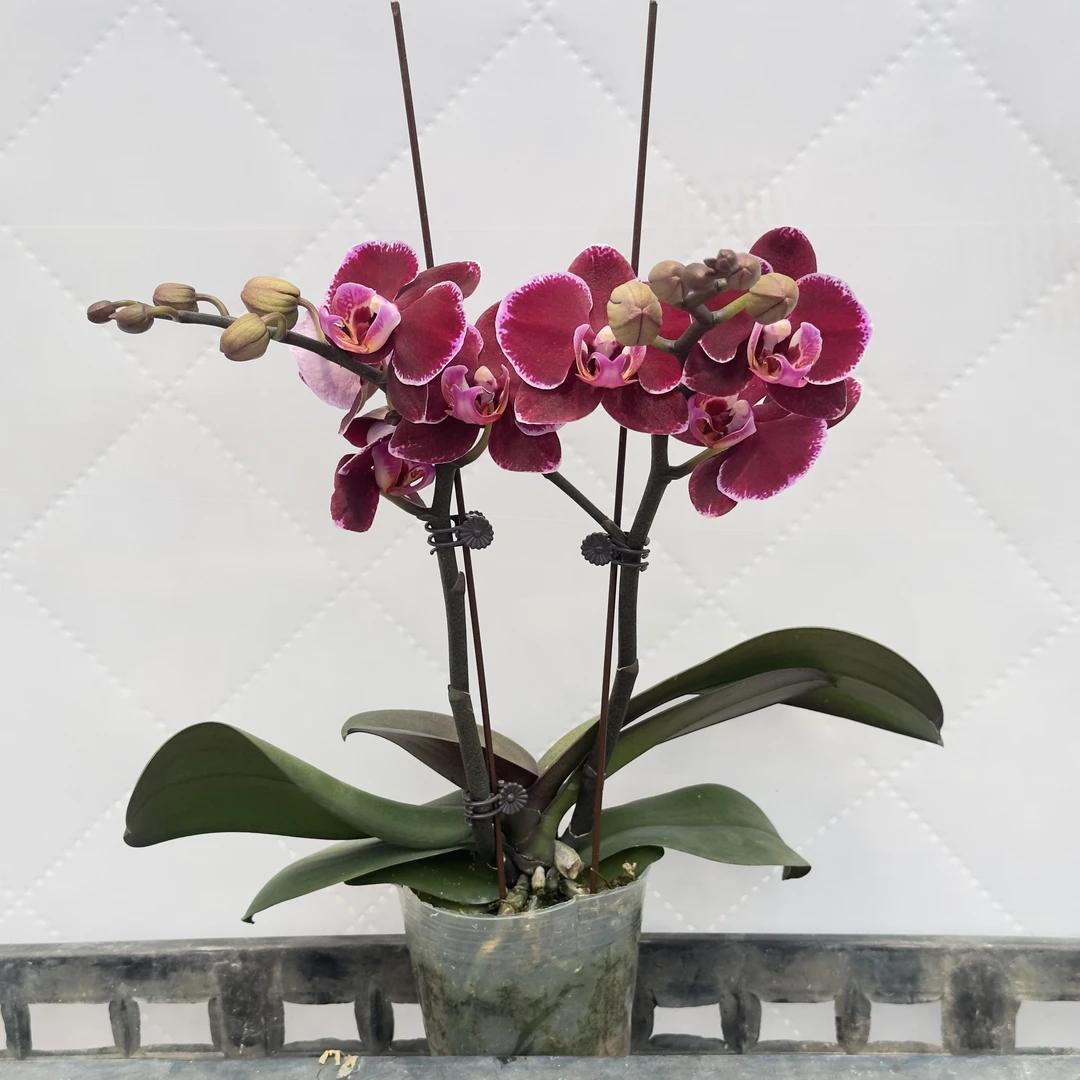 富豪优选（蒙彼利埃）蝴蝶兰花期长好养护