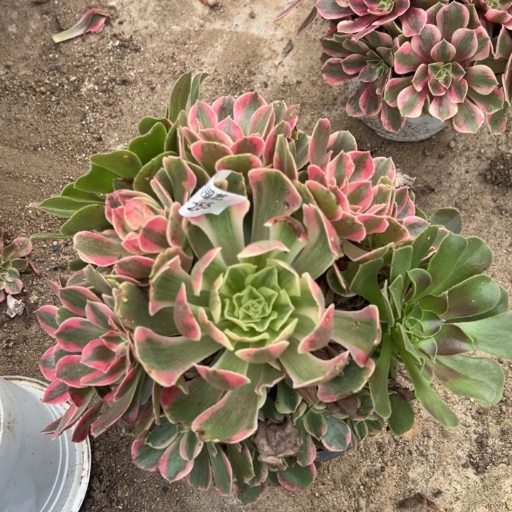 女妖阴阳手捧多肉植物255