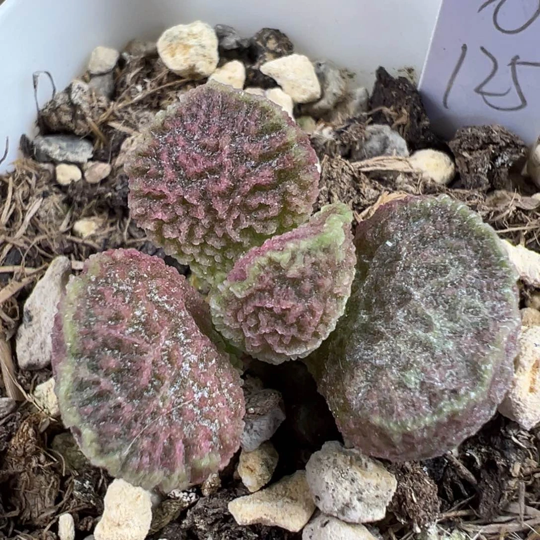 青色围边冰晶纹路款实生新品