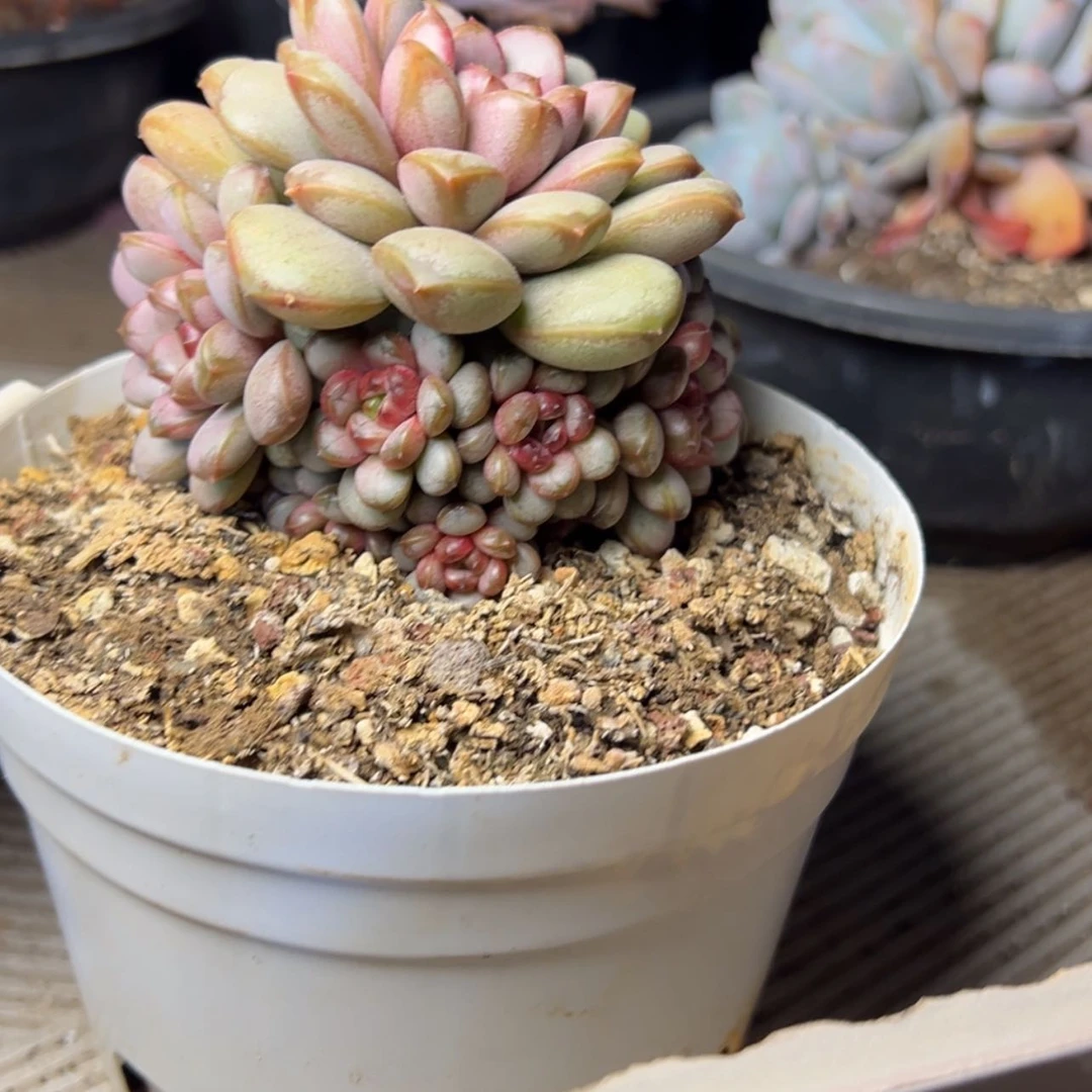 【闪购商品】葡萄多肉19.8
