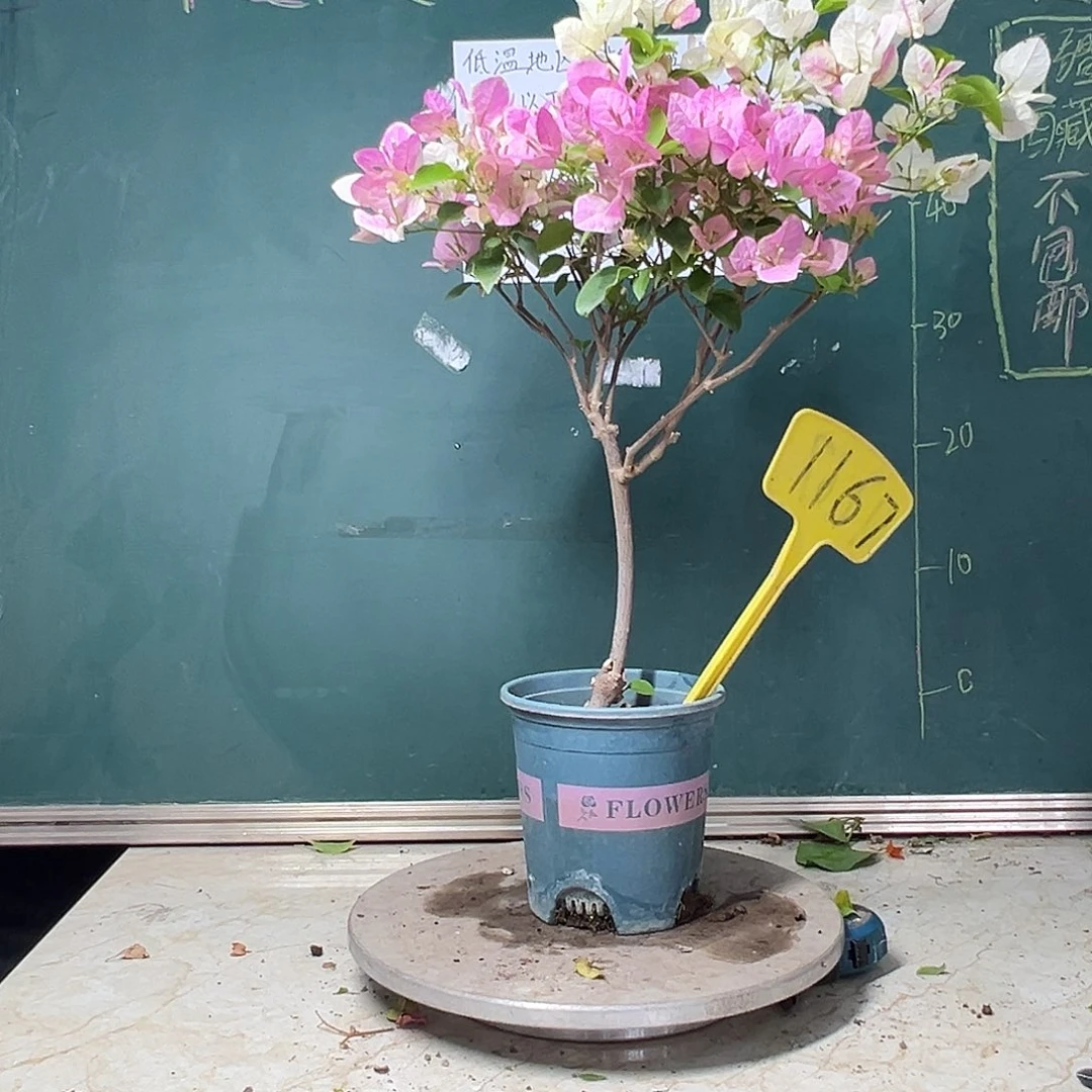 完全开放  广红樱  1167