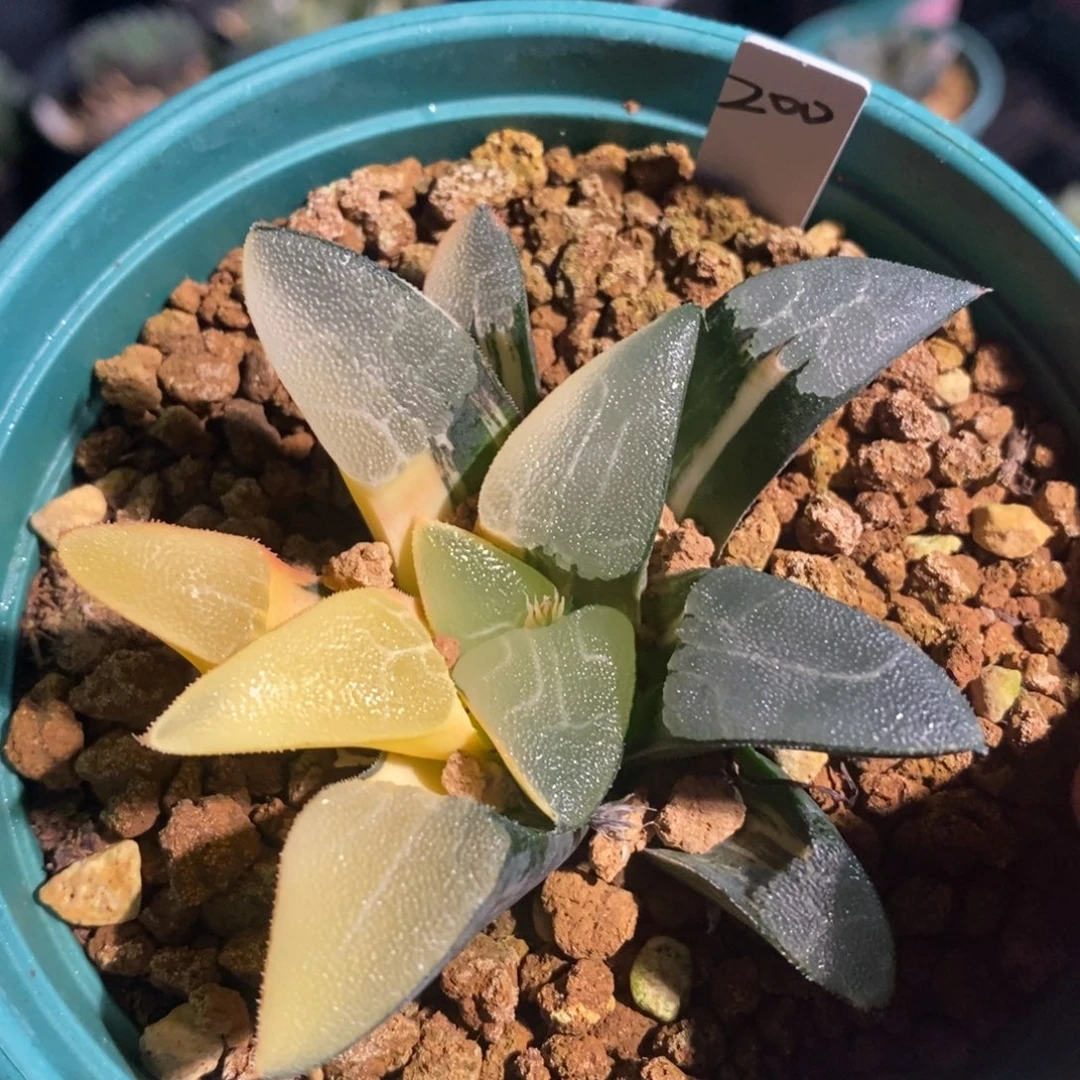 一颗实生大克锦