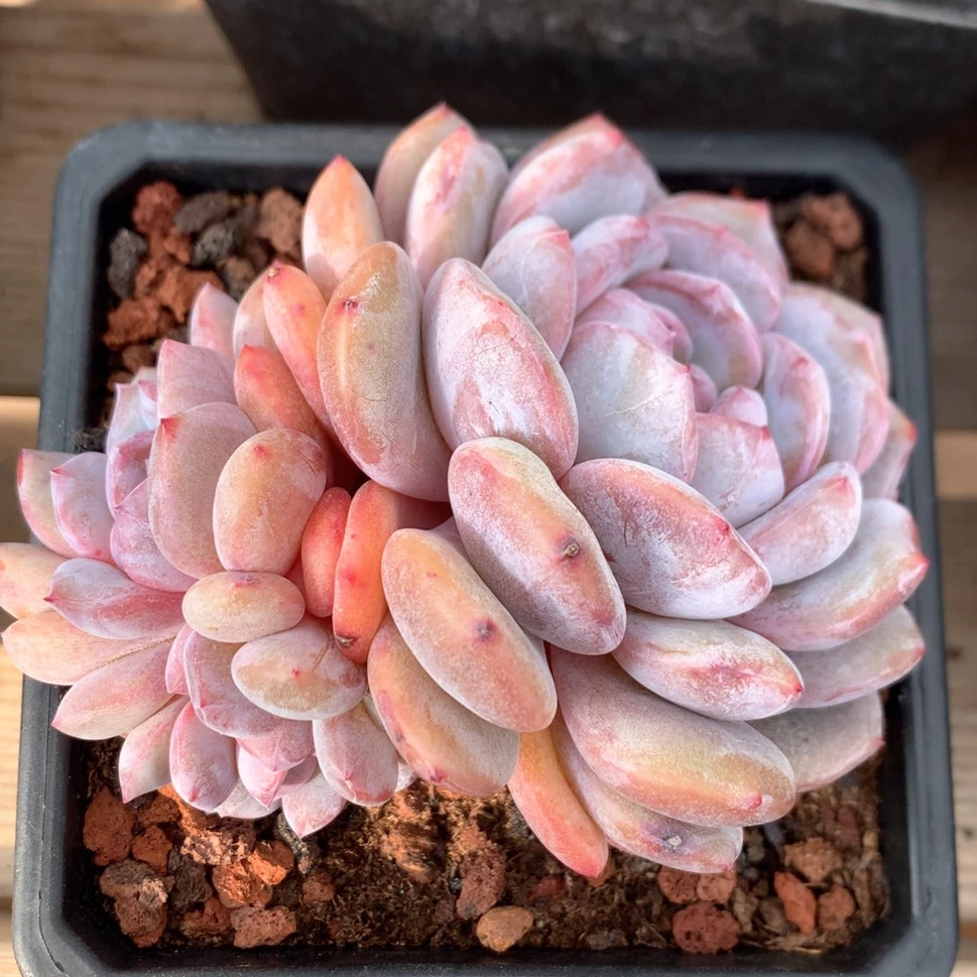 星影缀化新春福利