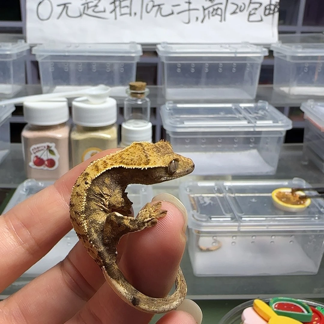 睫角守宫睫角守宫大幼