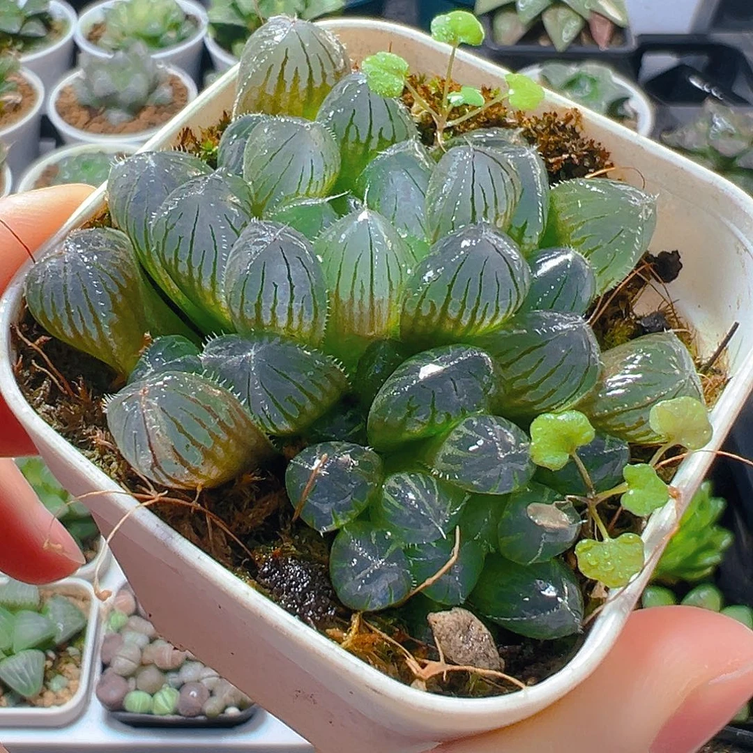 5292玉露多肉植物一颗