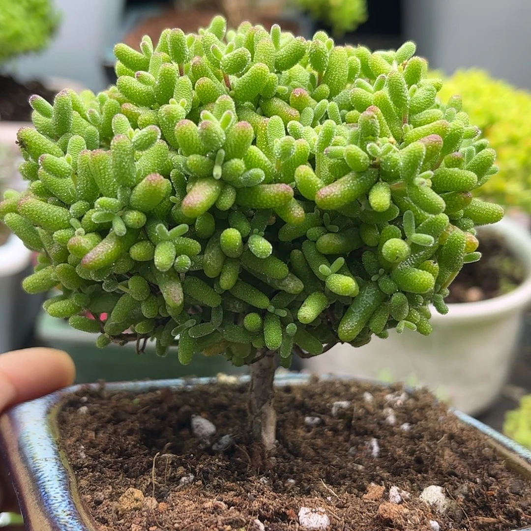 24金桔带盆优选枝干