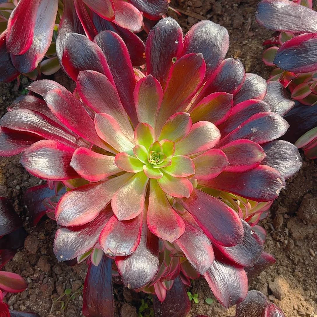 蛇毒美杜莎多肉植物手捧