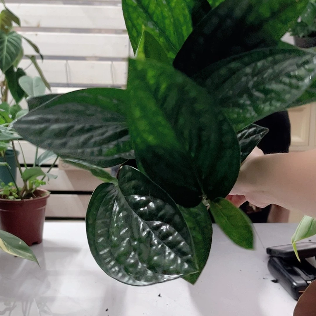 无花朵泰国绿萝1龟背竹一物一拍