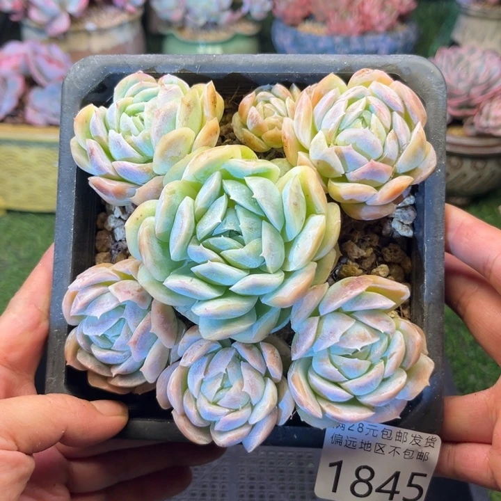 大1845:）xbxbvnbbbb