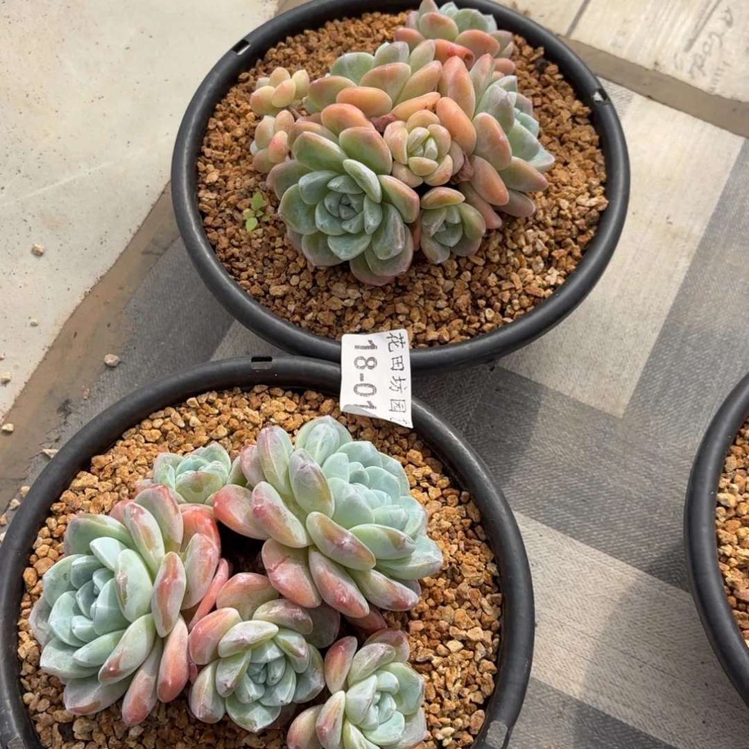 *****18.019冰玉组合两个