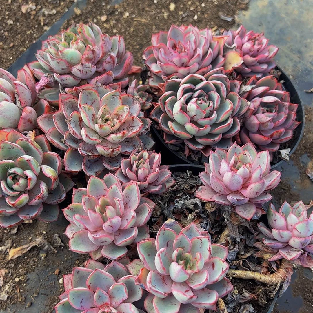 赫拉四头起两盆多肉