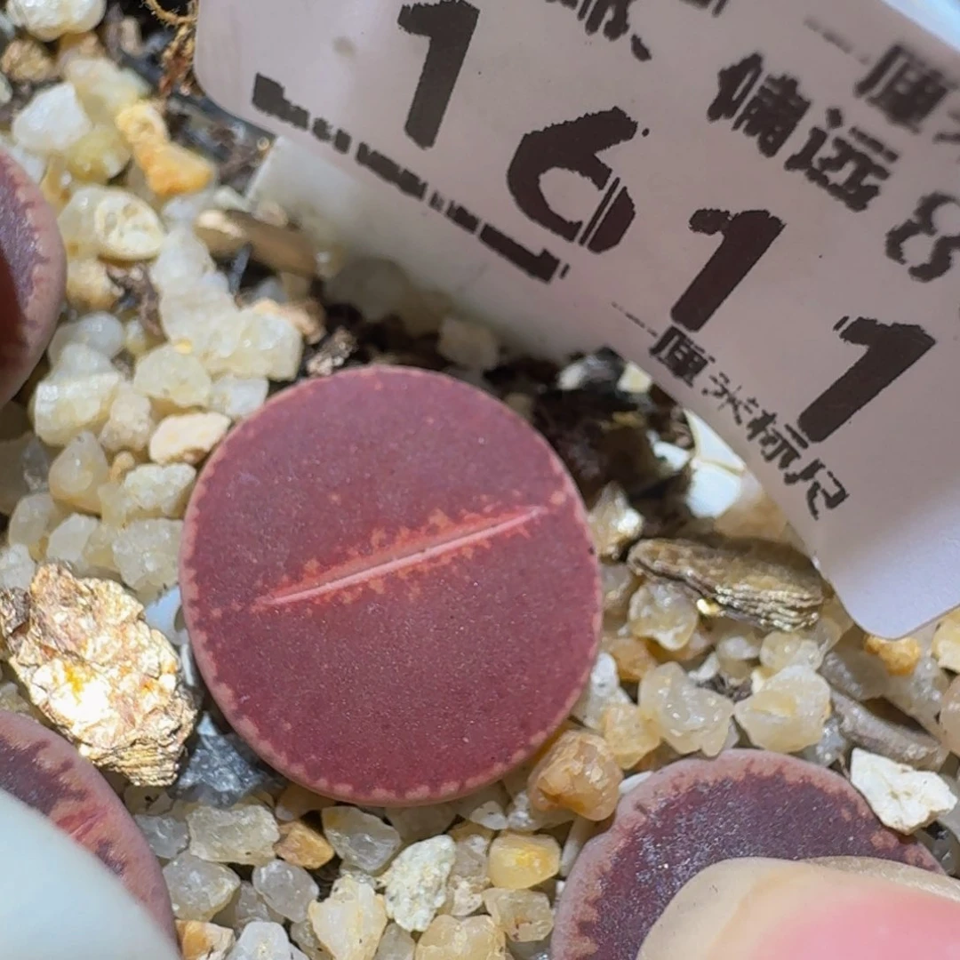 Sssss精品生石花1611