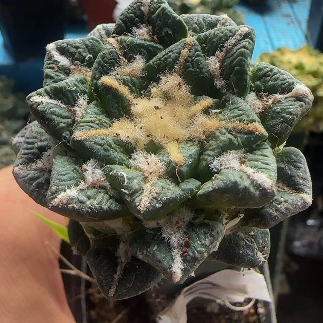 黑牡丹151仙人球开花