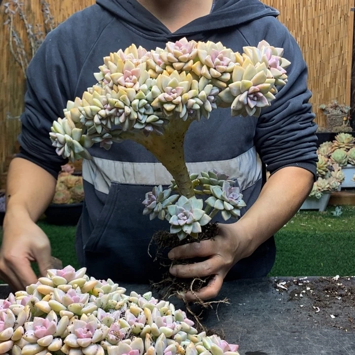 暮***色317 号淡雪多肉植物