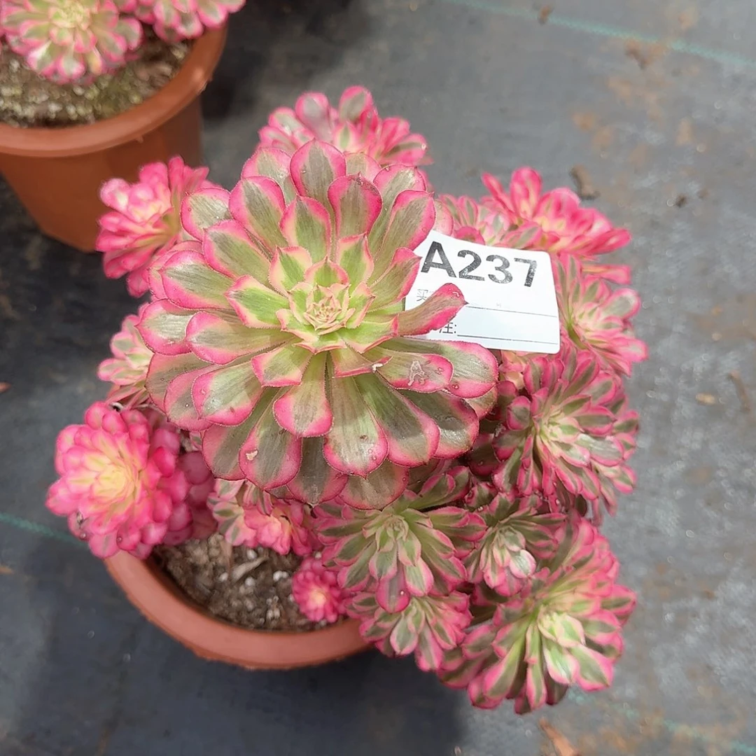 红铜白多肉法师237