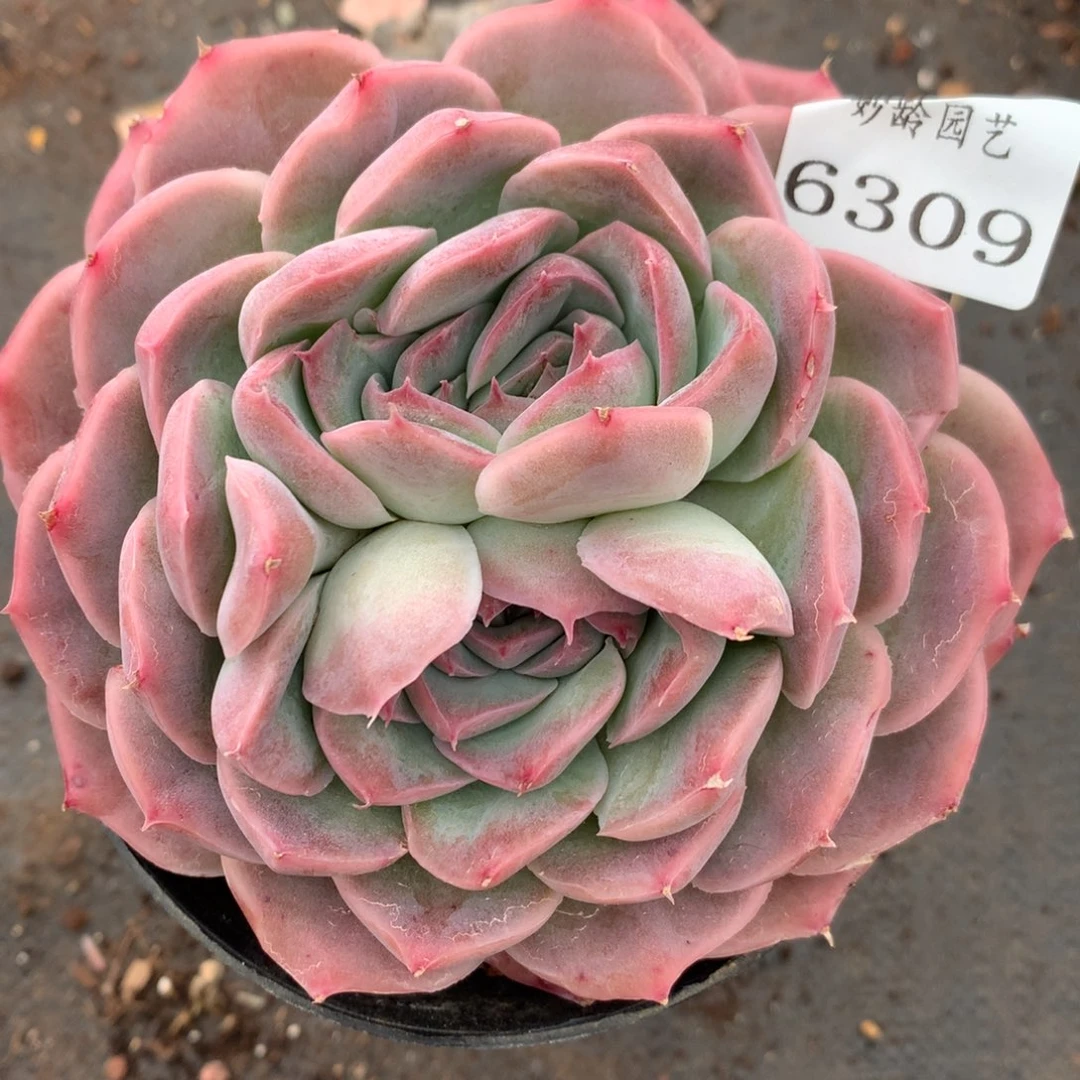 6309杂交多肉植物