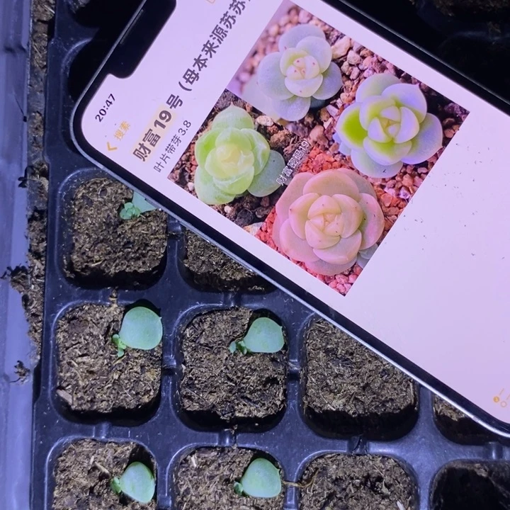 穴盘财富19芽苗一个