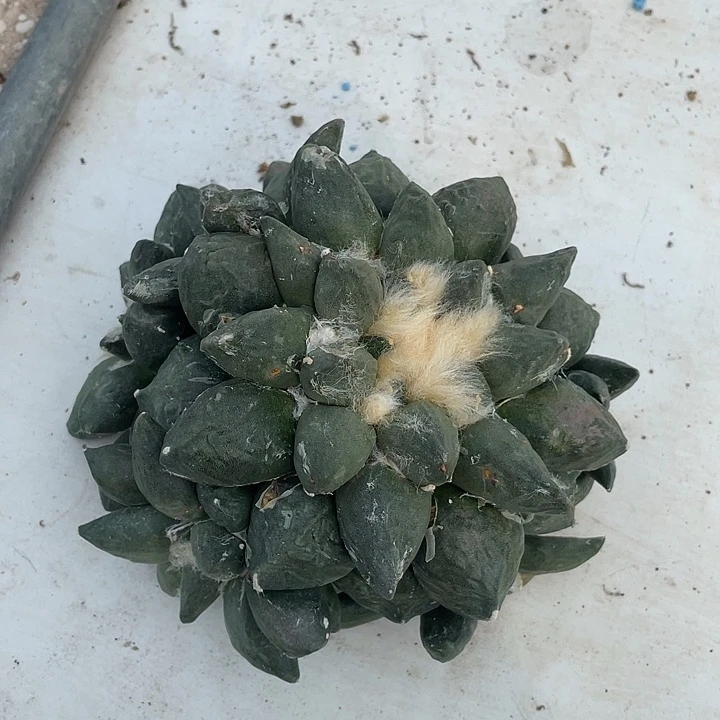 自根13.5cm蛋尤青瓷群生