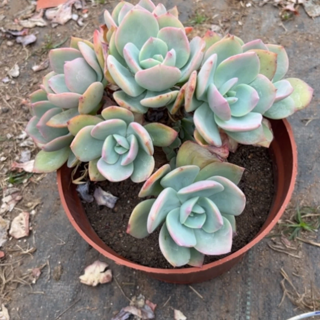 【闪购商品】蓝*?白凤