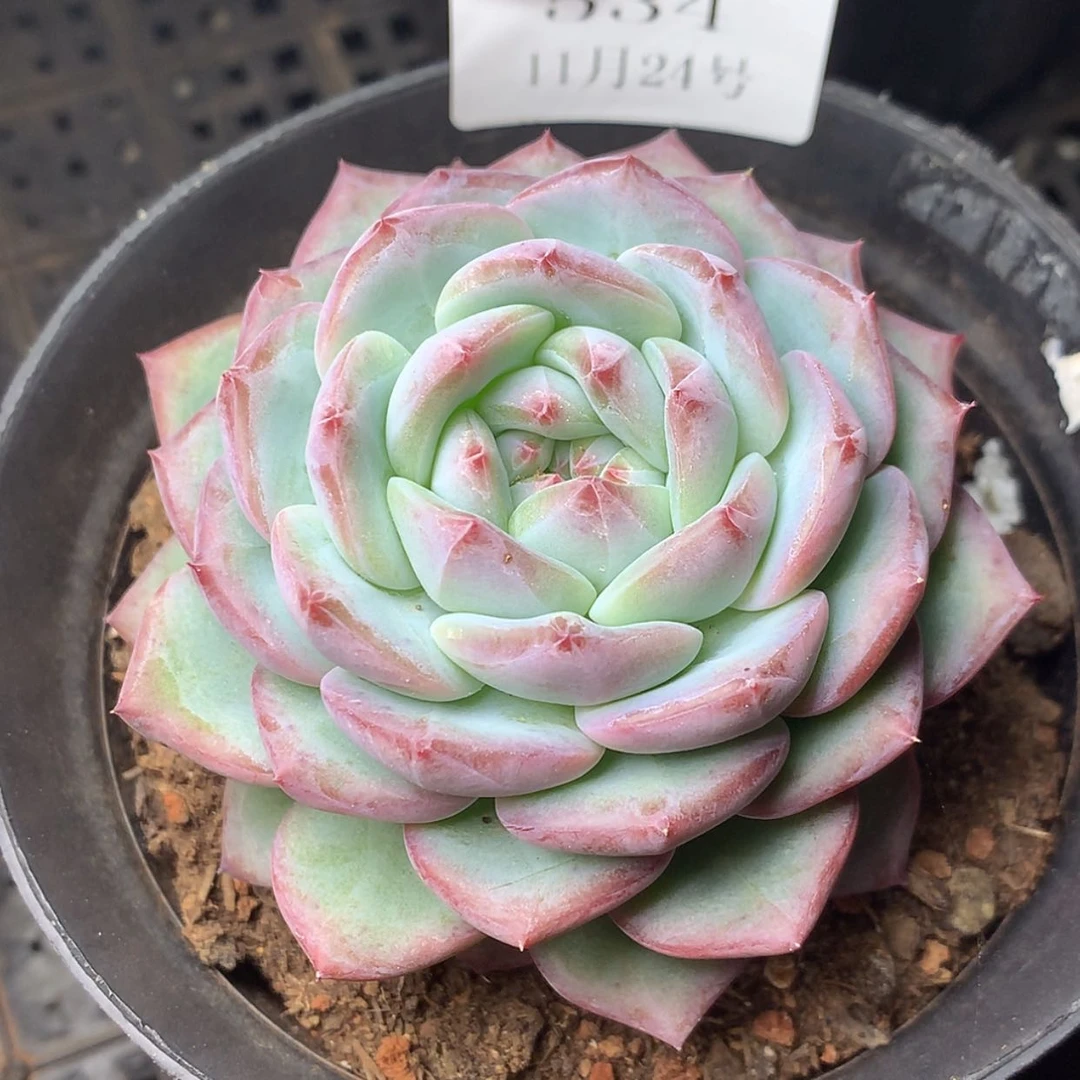 【闪购商品】云534号