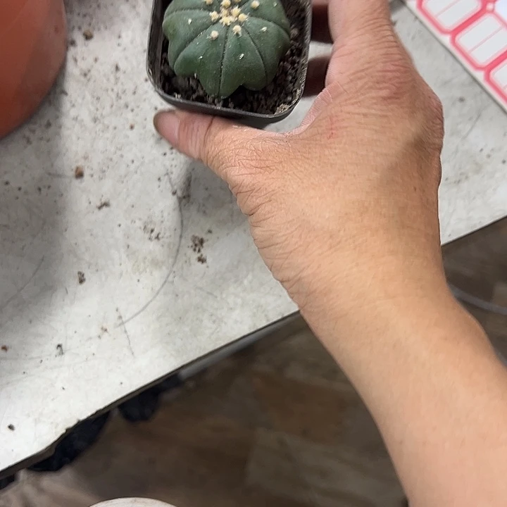 仙人球仙人球仙人球