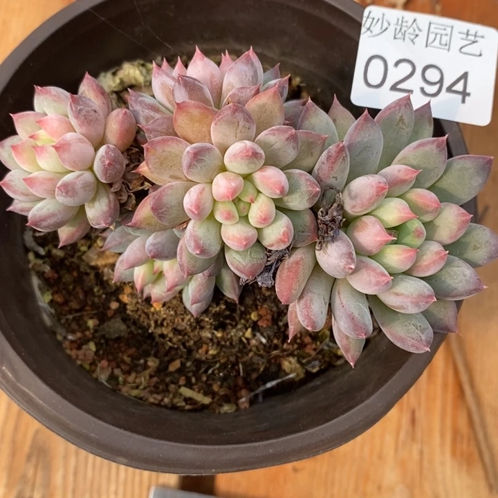 294杂交老桩基地～9厘米