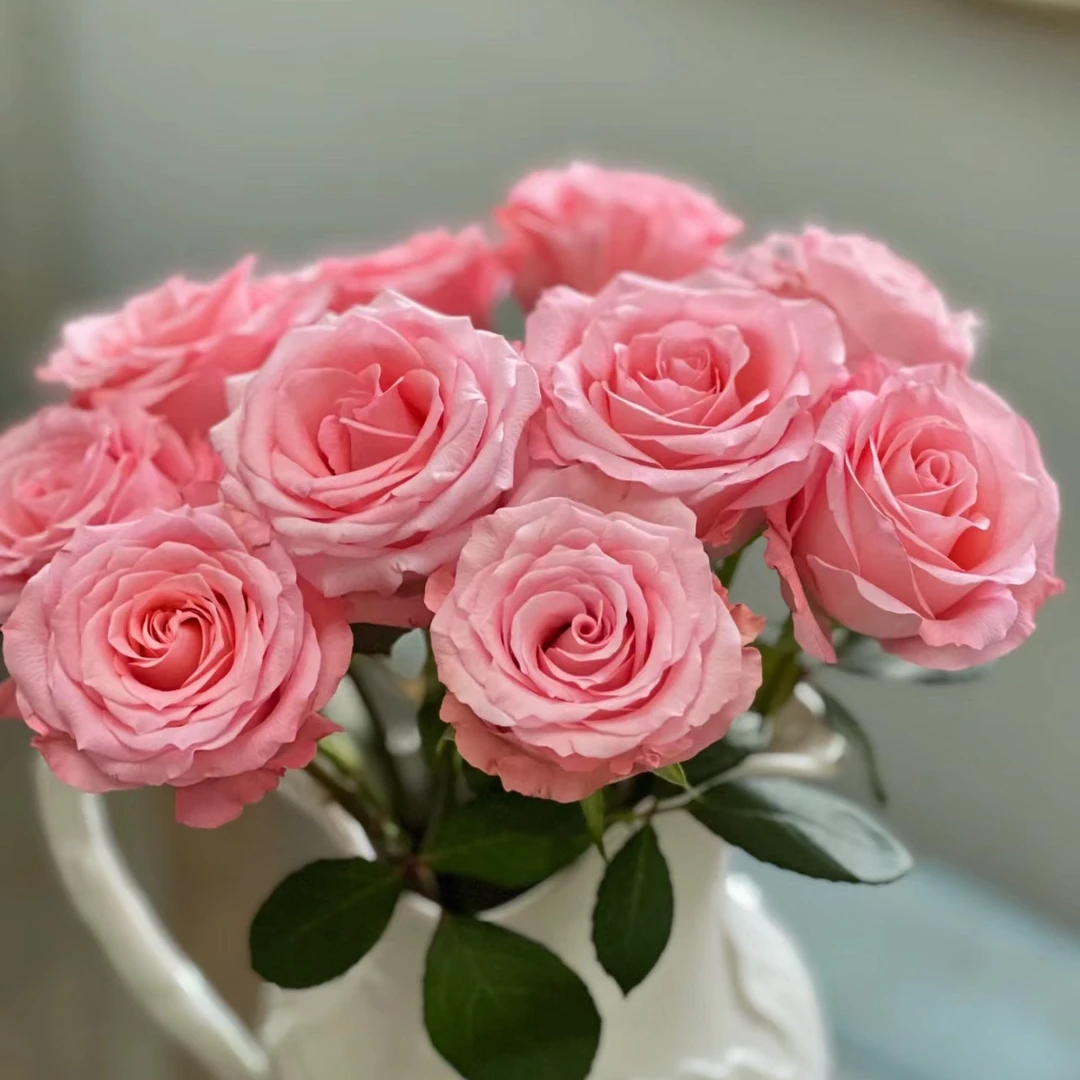 【源头一手价】C级戴安娜玫瑰10支    云南基地鲜花   基地直发