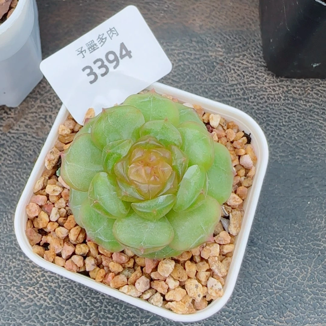 开播福利，3394多肉植物