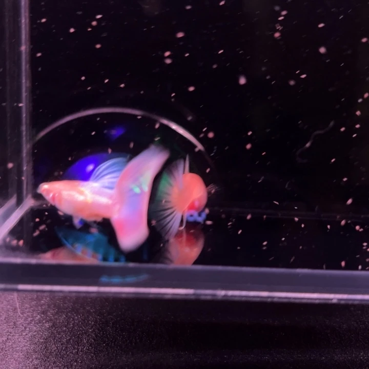 孔雀鱼天使彩虹1对