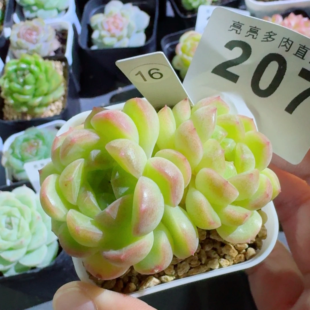 财富            精美多肉植物