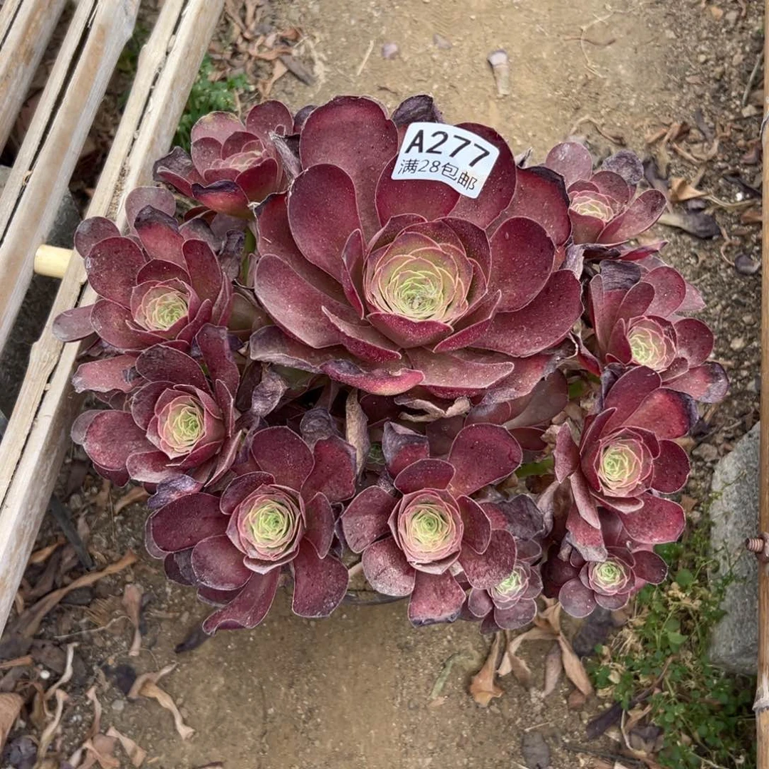 277多肉  魅金玫瑰