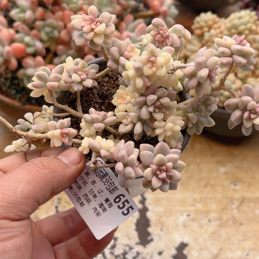 655姬秋丽锦德华多肉