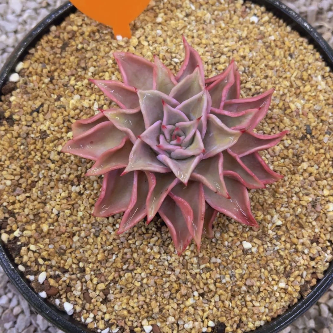 *****芭蕾舞鞋饺子皮6666