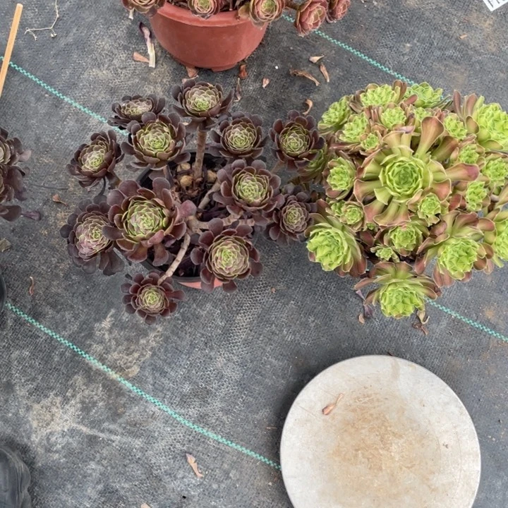 1号两颗老桩组合