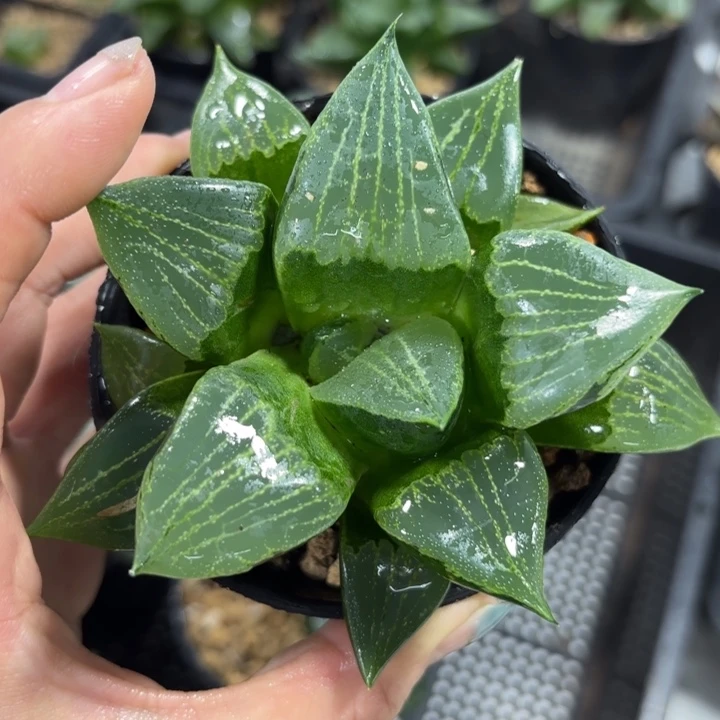 母本裹般若多肉植物
