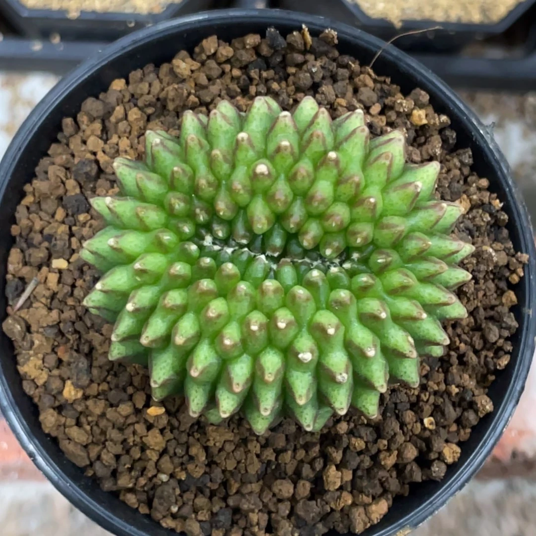 当前无花朵，栽培后可花朵貘缀