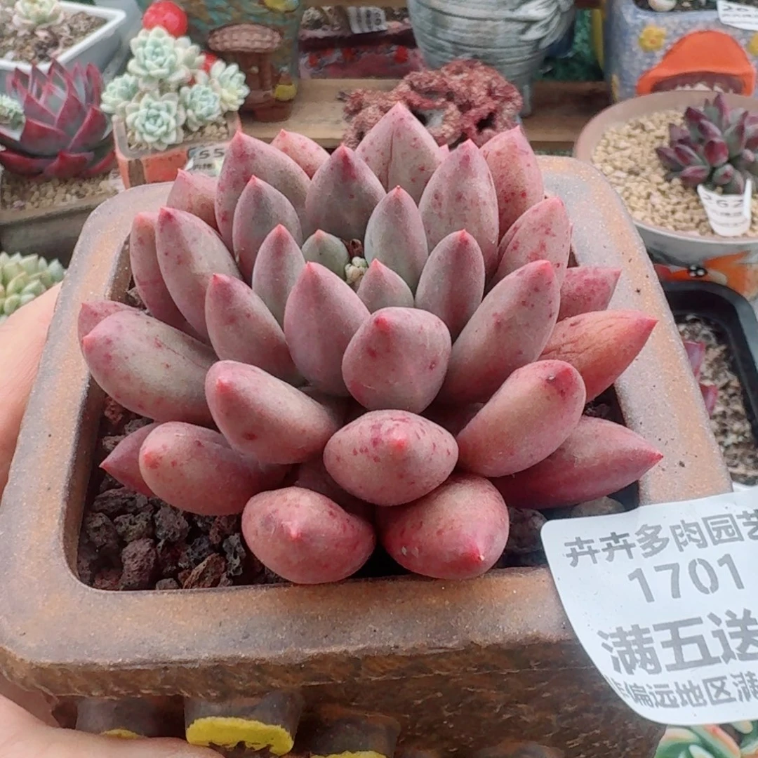 1701一物一拍（满28包邮）