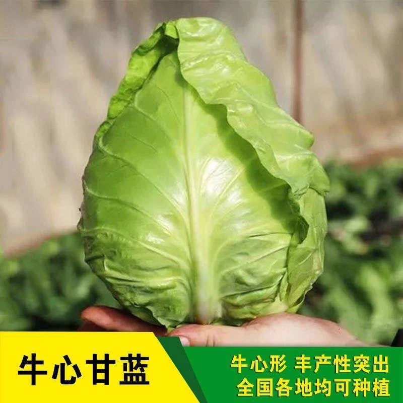 特大牛心甘蓝种子包菜种籽莲花白卷心菜耐寒春秋四季蔬菜种子