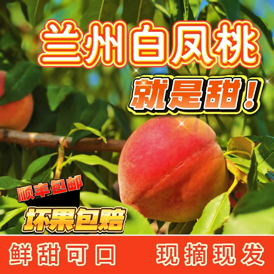 兰州高原白凤桃新鲜现摘果园直发包邮到家鲜甜多汁当季水果