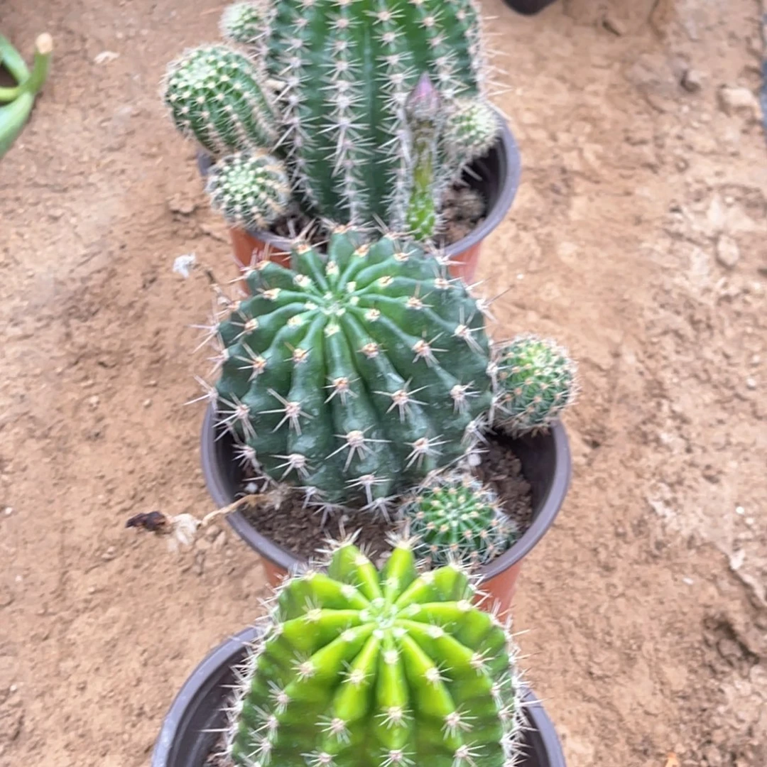 彩草 3颗 脱土脱盆摘花满20包邮8号
