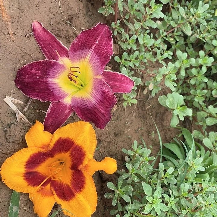 当前无花栽培后可以开花