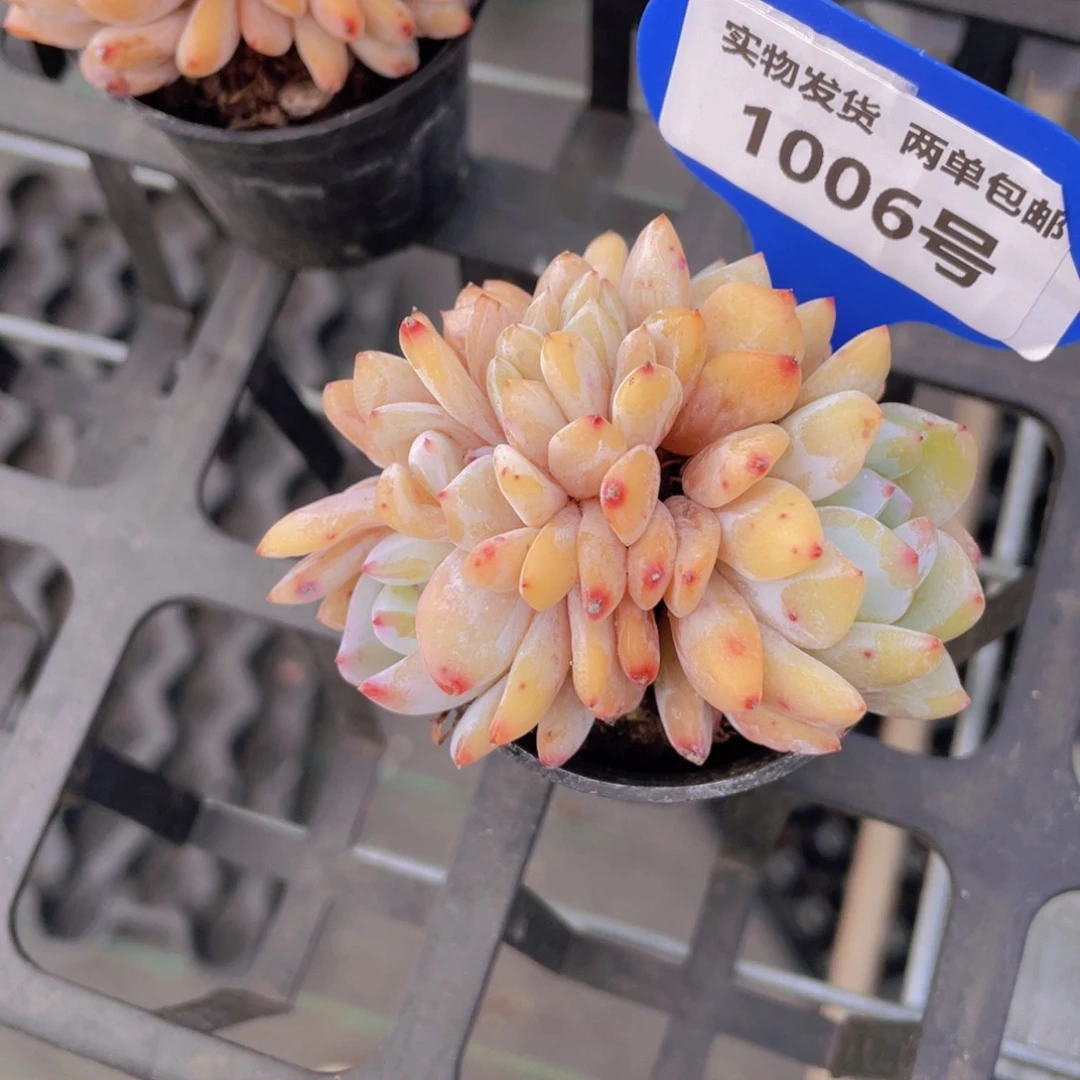 1006号龙头黄皮橙朵朵缀