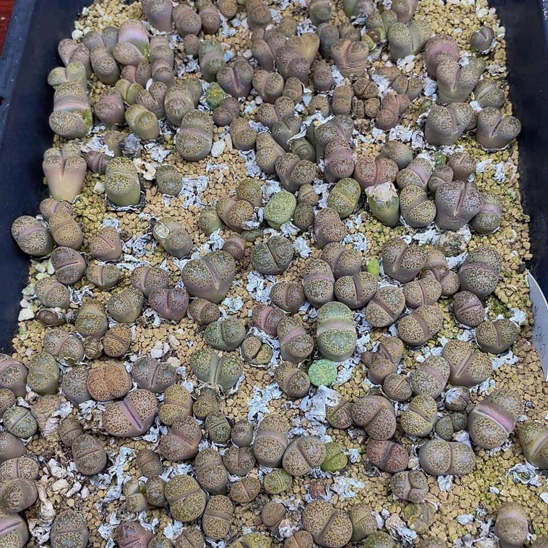 晴***璃780000000花花花花花