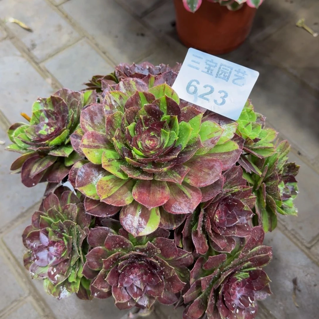 多肉植物623花月夜