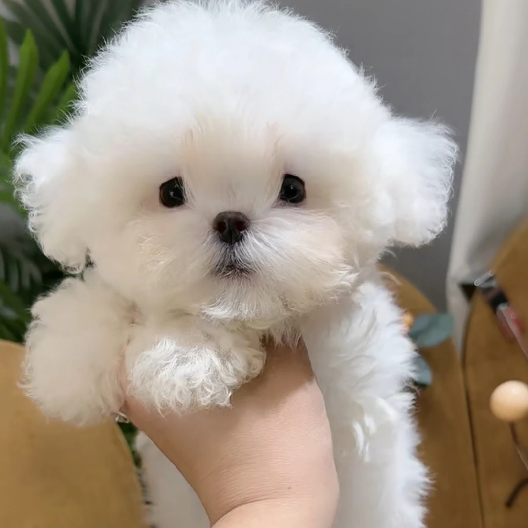 昆明诚信犬业宠物链接